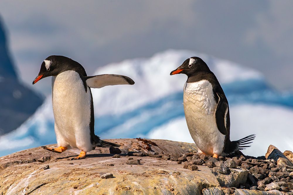 Antarctica, Petermann Island. Gentoo penguins at nest. art print by Jaynes Gallery for $57.95 CAD