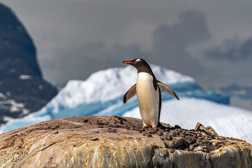 Antarctica, Petermann Island. Gentoo penguin at nest. art print by Jaynes Gallery for $57.95 CAD