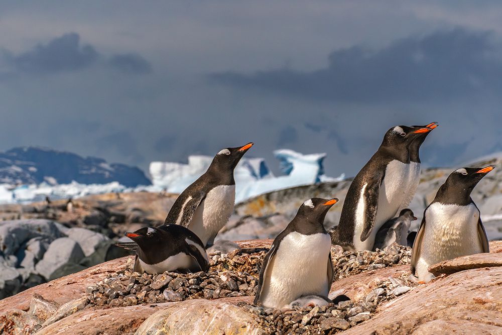 Antarctica, Petermann Island. Gentoo penguins and chicks at rookery. art print by Jaynes Gallery for $57.95 CAD