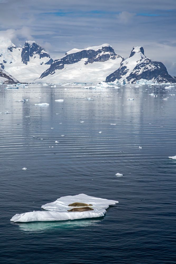 Antarctica. Crabeater seals napping on iceberg. art print by Jaynes Gallery for $57.95 CAD