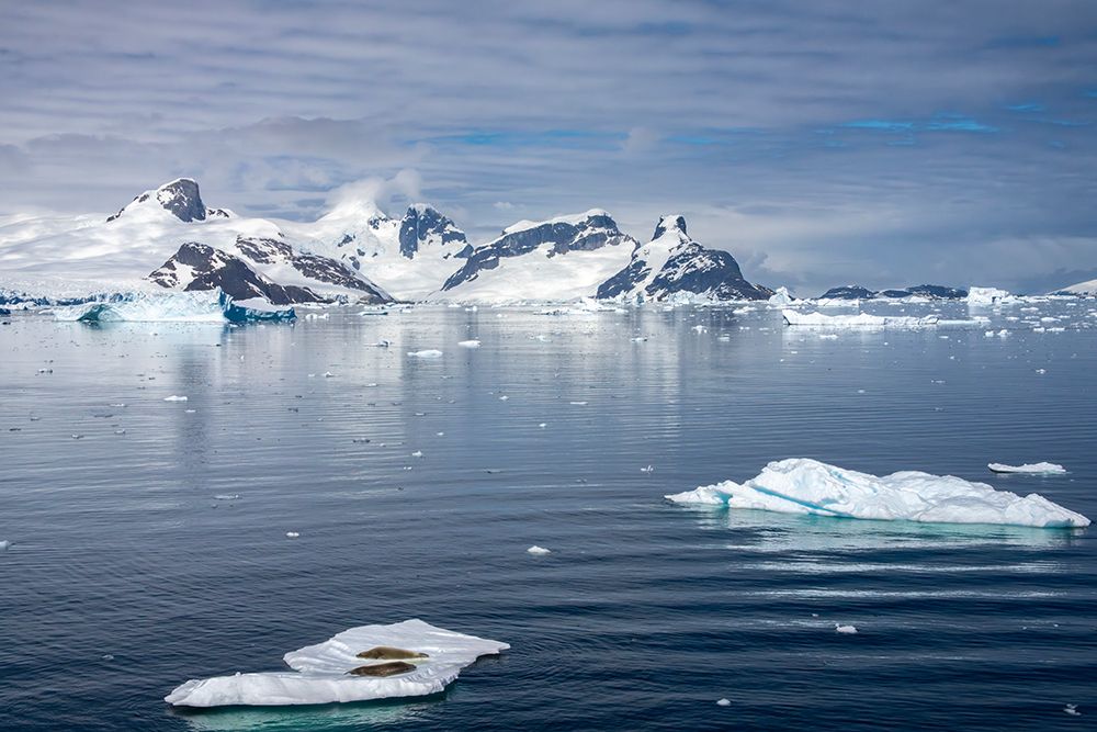 Antarctica. Crabeater seals napping on iceberg. art print by Jaynes Gallery for $57.95 CAD