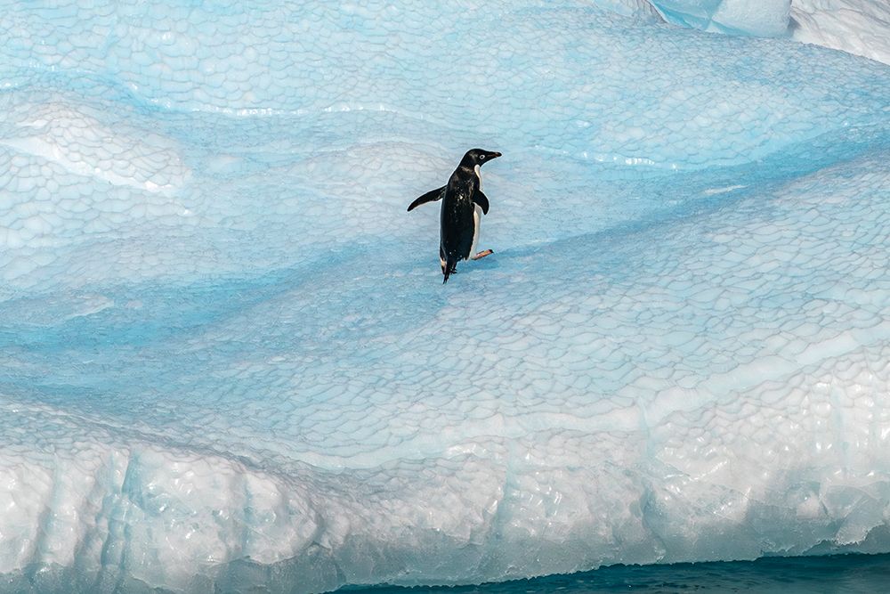 Antarctica, Yalour Islands. Adelie penguin on iceberg. art print by Jaynes Gallery for $57.95 CAD