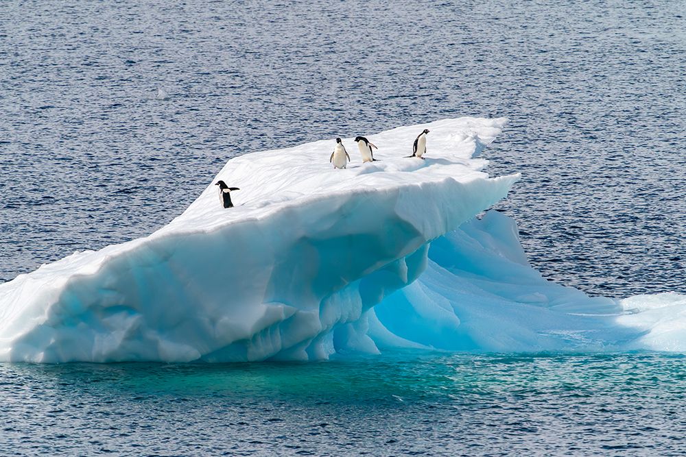 Antarctica, Petermann Island. Adelie penguins on iceberg. art print by Jaynes Gallery for $57.95 CAD