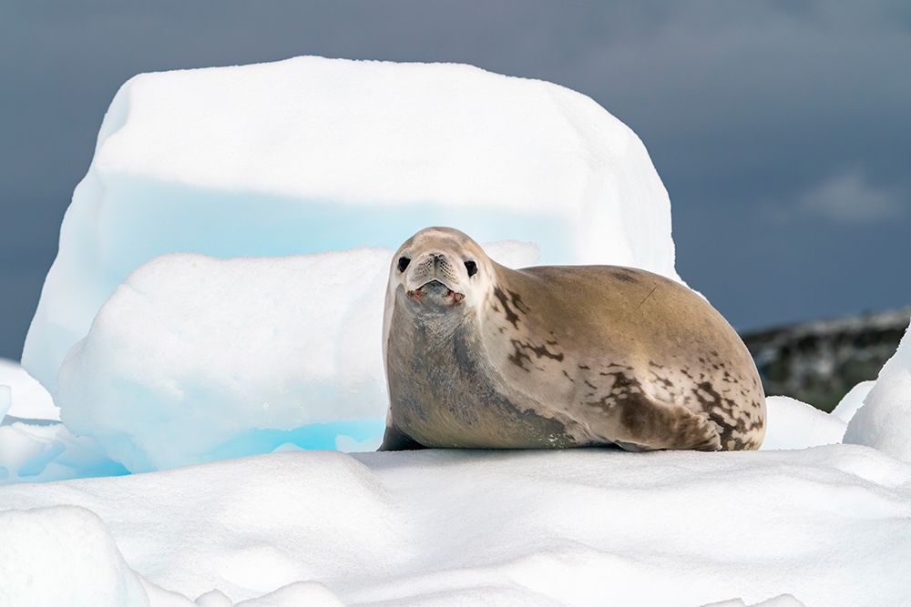 Antarctica, Yalour Islands. Crabeater seal on iceberg. art print by Jaynes Gallery for $57.95 CAD
