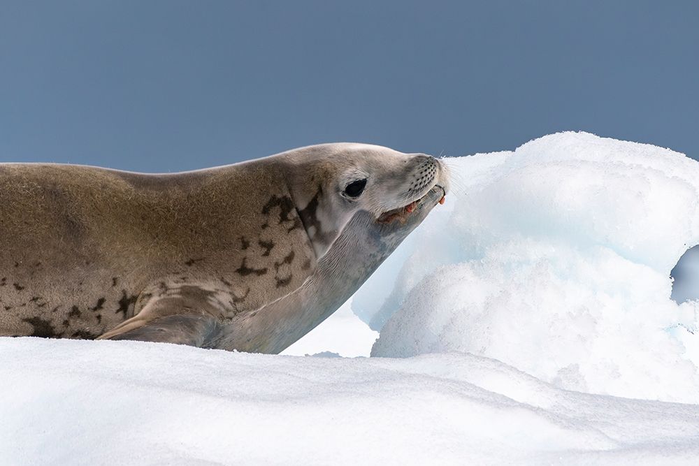 Antarctica, Yalour Islands. Crabeater seal on iceberg. art print by Jaynes Gallery for $57.95 CAD