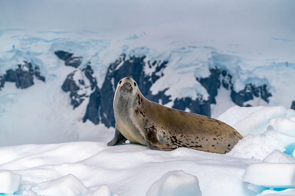 Antarctica, Yalour Islands. Crabeater seal on iceberg. art print by Jaynes Gallery for $57.95 CAD
