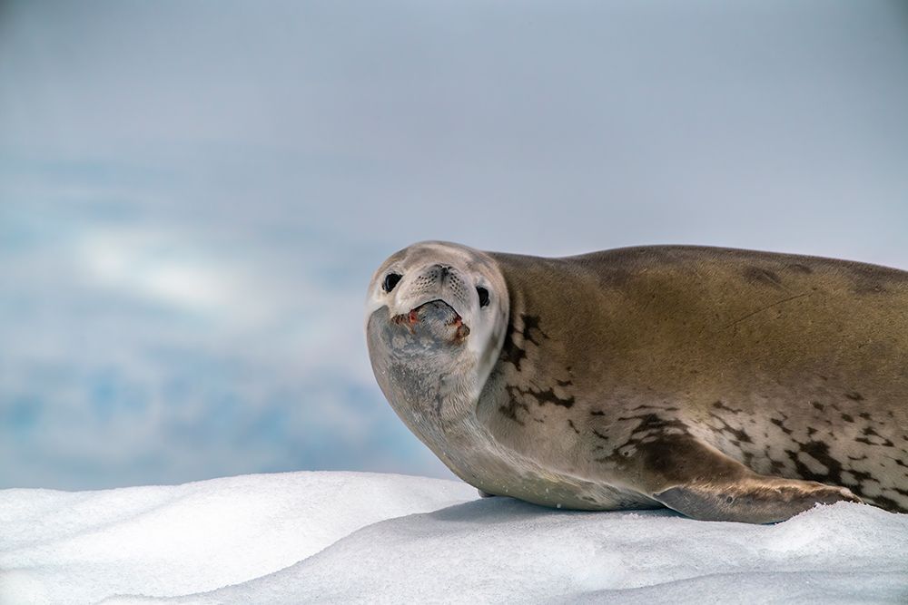 Antarctica, Yalour Islands. Crabeater seal on iceberg. art print by Jaynes Gallery for $57.95 CAD