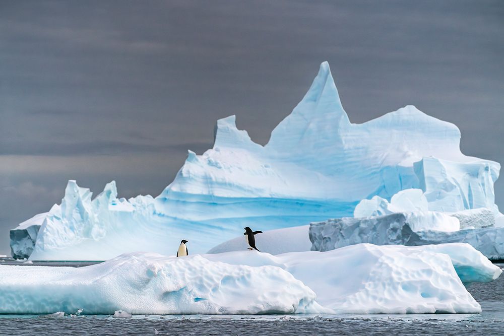 Antarctica, Yalour Islands. Adelie penguins on iceberg. art print by Jaynes Gallery for $57.95 CAD