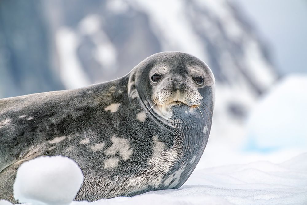 Antarctica, Yalour Islands. Weddell seal on iceberg. art print by Jaynes Gallery for $57.95 CAD