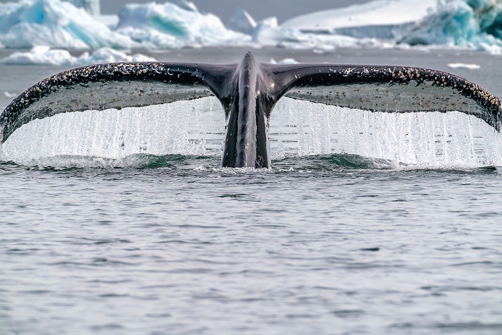 Antarctica, Yalour Islands. Humpback whale fluke close-up. art print by Jaynes Gallery for $57.95 CAD