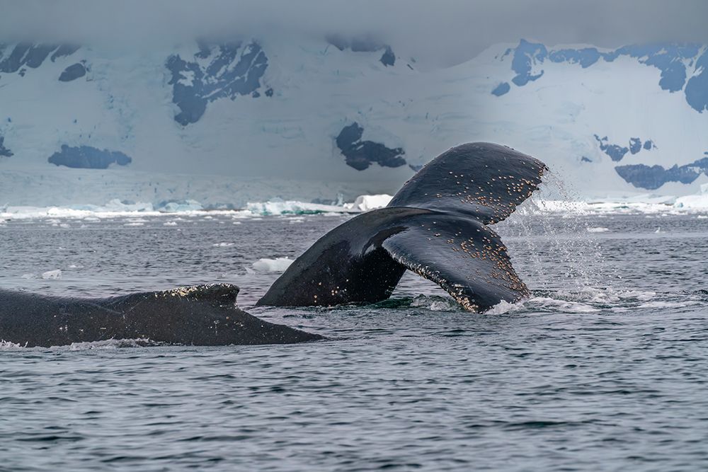 Antarctica, Yalour Islands. Humpback whales close-up. art print by Jaynes Gallery for $57.95 CAD