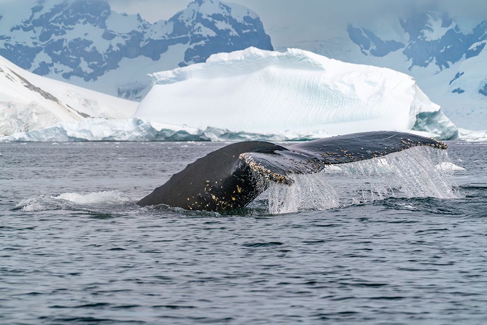 Antarctica, Yalour Islands. Humpback whale fluke close-up. art print by Jaynes Gallery for $57.95 CAD
