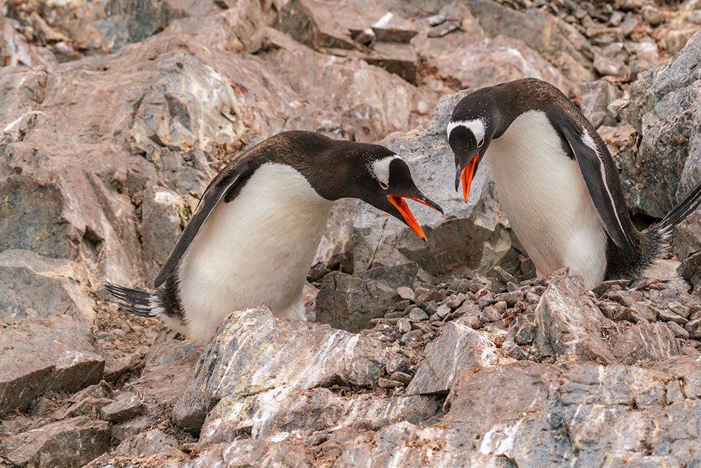 Antarctica, Cuverville Island. Gentoo penguins on rock nest calling. art print by Jaynes Gallery for $57.95 CAD