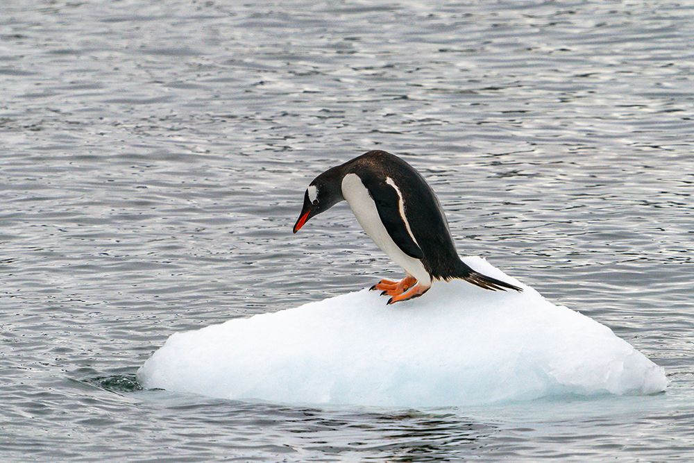 Antarctica, Cuverville Island. Gentoo penguin on small iceberg. art print by Jaynes Gallery for $57.95 CAD
