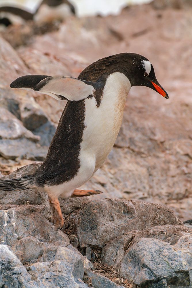 Antarctica, Cuverville Island. Gentoo penguin jumping on rocks. art print by Jaynes Gallery for $57.95 CAD