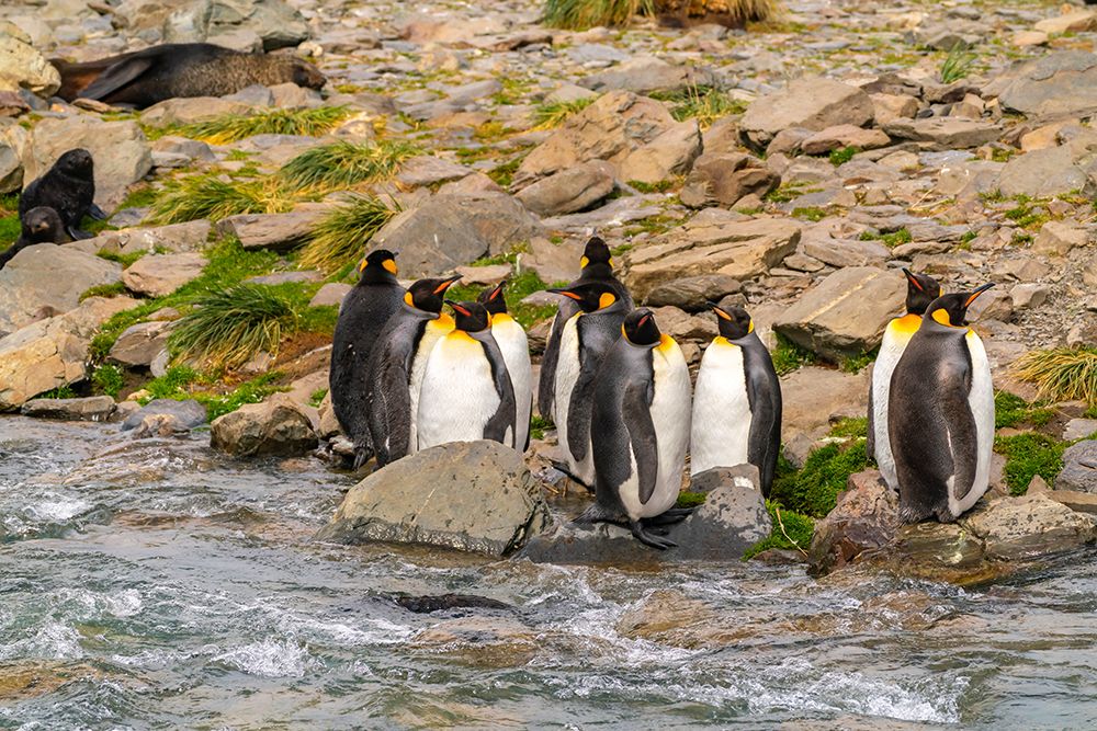 Antarctica, South Georgia. King penguins next to stream. art print by Jaynes Gallery for $57.95 CAD