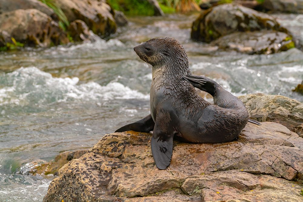 Antarctica, South Georgia. Close-up of fur seal scratching. art print by Jaynes Gallery for $57.95 CAD