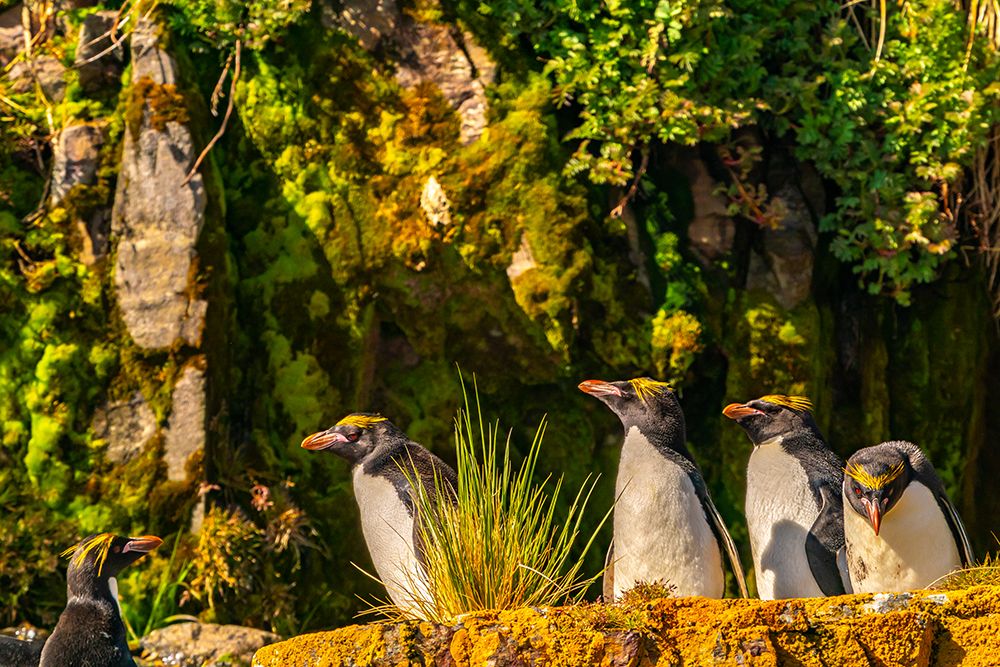 Antarctica, South Georgia. Close-up of macaroni penguins on cliff ledge. art print by Jaynes Gallery for $57.95 CAD