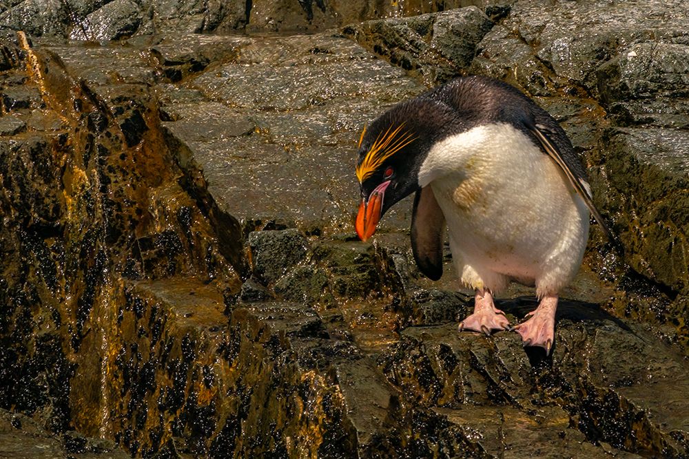 Antarctica, South Georgia. Close-up of macaroni penguin. art print by Jaynes Gallery for $57.95 CAD