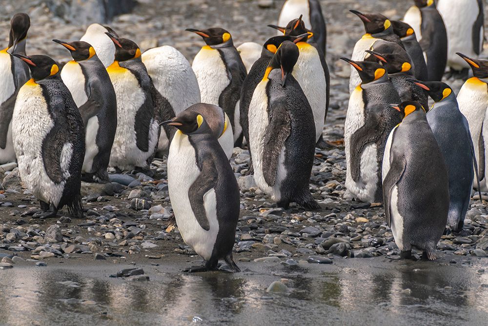 Antarctica, South Georgia. Group of king penguins. art print by Jaynes Gallery for $57.95 CAD