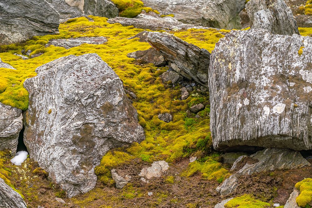 Antarctica, South Orkney Islands, Signy Island, Signy Research Station. Mossy tundra and boulders. art print by Jaynes Gallery for $57.95 CAD