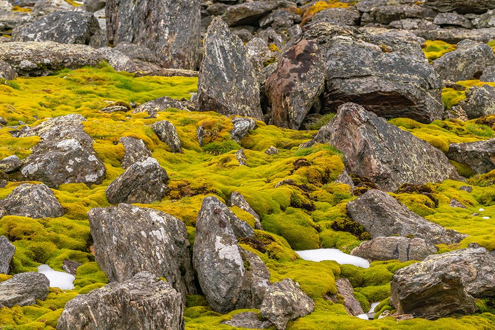 Antarctica, South Orkney Islands, Signy Island. Boulders and tundra at Signy Research Station. art print by Jaynes Gallery for $57.95 CAD