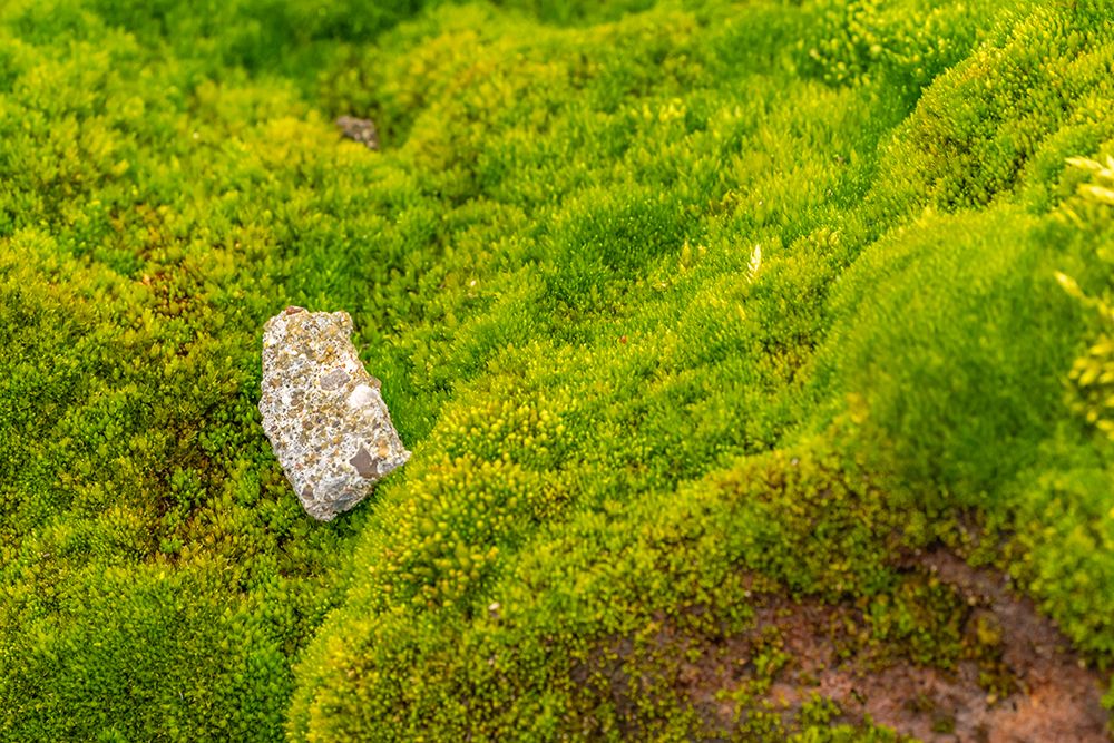 Antarctica, South Orkney Islands, Signy Island. Mossy terrain at Signy Research Station. art print by Jaynes Gallery for $57.95 CAD