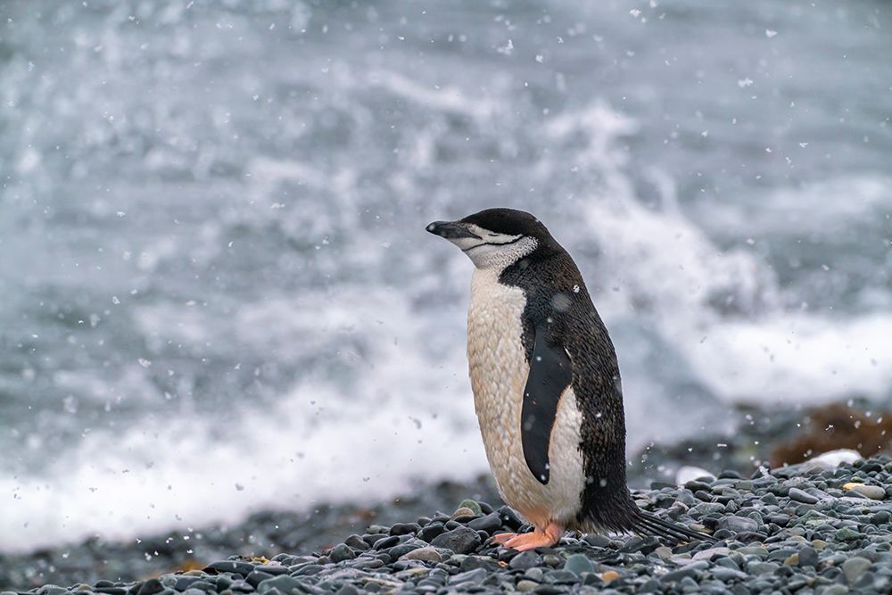 Antarctica, South Shetland Islands, Half Moon Island. Chinstrap penguin in falling snow. art print by Jaynes Gallery for $57.95 CAD