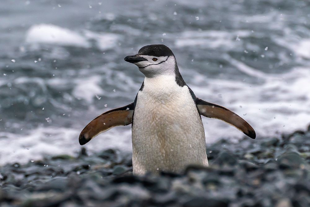 Antarctica, South Shetland Islands, Half Moon Island. Chinstrap penguin in snowfall. art print by Jaynes Gallery for $57.95 CAD