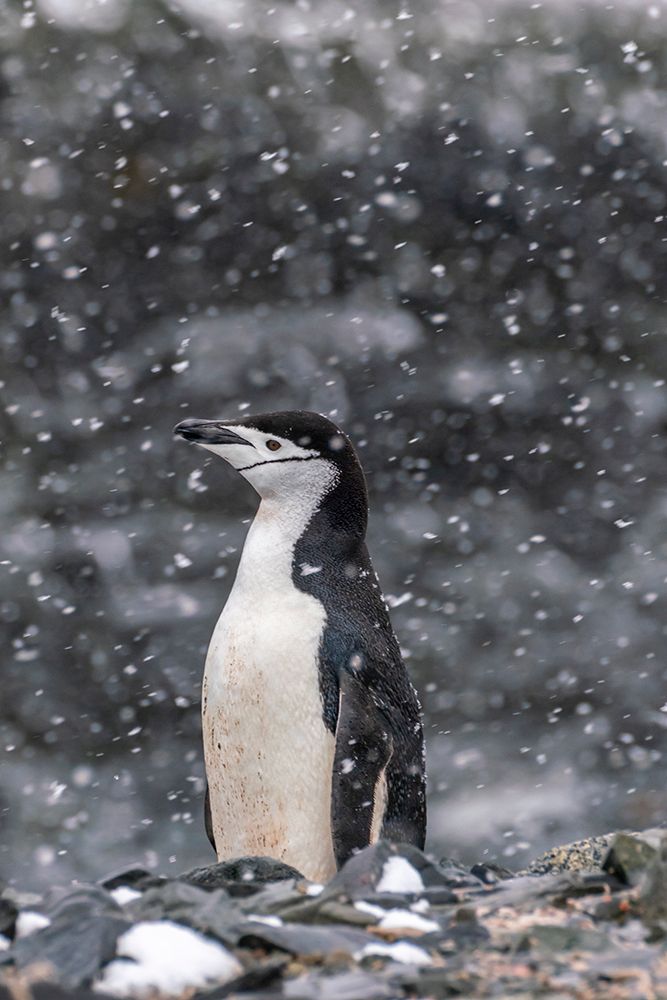 Antarctica, South Shetland Islands, Half Moon Island. Chinstrap penguin in snowfall. art print by Jaynes Gallery for $57.95 CAD