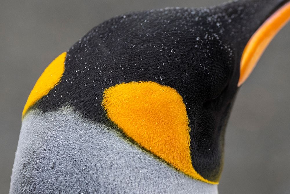 South Georgia-Gold Harbour aka Gold Harbor Detail of raindrops on King penguin feathers art print by Cindy Miller Hopkins for $57.95 CAD