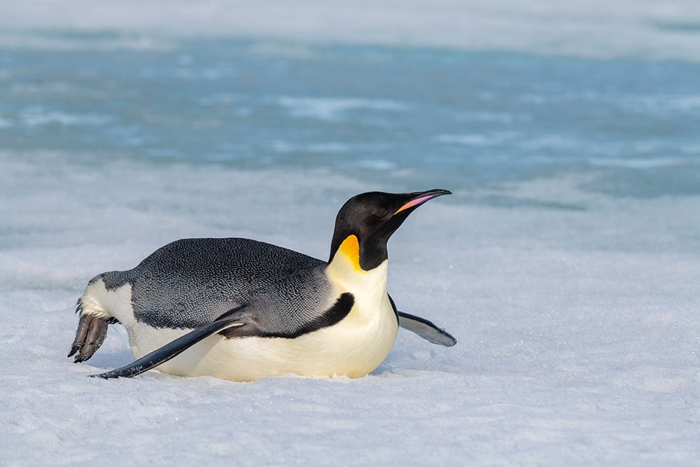 Antarctica-Weddell Sea-Snow Hill. Emperor penguin art print by Cindy Miller Hopkins for $57.95 CAD