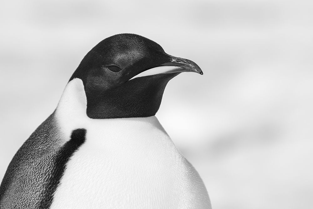 Antarctica-Weddell Sea-Snow Hill colony. Emperor penguin head close-up. art print by Cindy Miller Hopkins for $57.95 CAD
