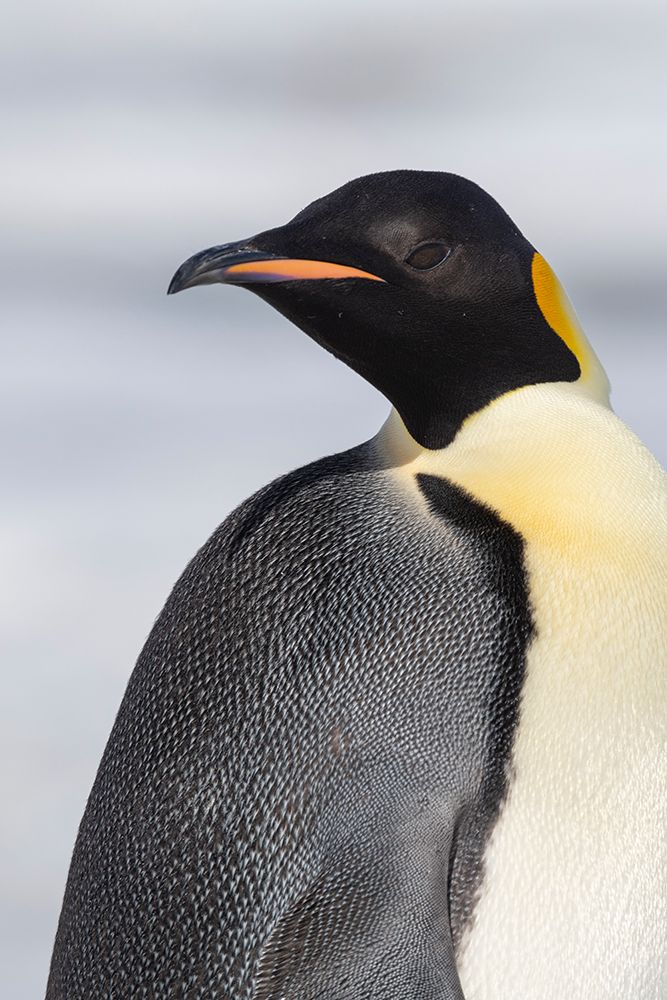 Antarctica-Weddell Sea-Snow Hill colony. Emperor penguin head close-up. art print by Cindy Miller Hopkins for $57.95 CAD