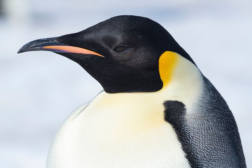 Antarctica-Weddell Sea-Snow Hill colony. Emperor penguin head close-up. art print by Cindy Miller Hopkins for $57.95 CAD