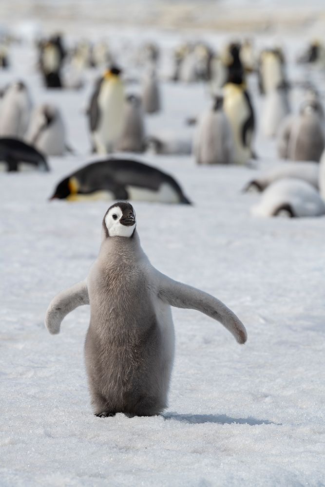 Antarctica-Weddell Sea-Snow Hill. Emperor penguin chick art print by Cindy Miller Hopkins for $57.95 CAD