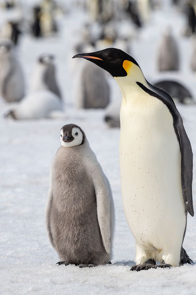 Antarctica-Weddell Sea-Snow Hill. Emperor penguins adult with chicks. art print by Cindy Miller Hopkins for $57.95 CAD