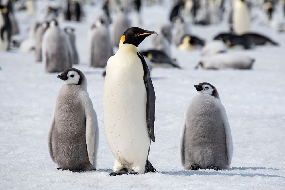 Antarctica-Weddell Sea-Snow Hill. Emperor penguins adult with chicks. art print by Cindy Miller Hopkins for $57.95 CAD