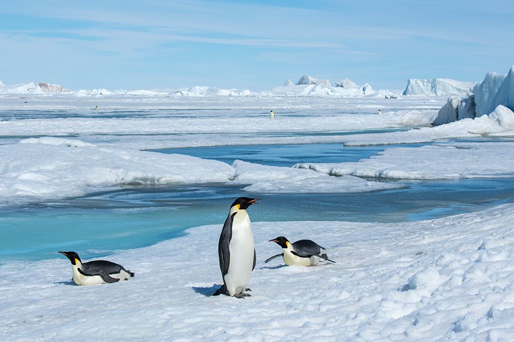Antarctica-Weddell Sea-Snow Hill. Emperor penguins art print by Cindy Miller Hopkins for $57.95 CAD