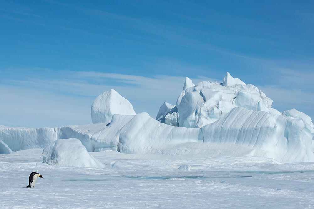 Antarctica-Weddell Sea-Snow Hill. Emperor penguin with iceberg in the distance. art print by Cindy Miller Hopkins for $57.95 CAD