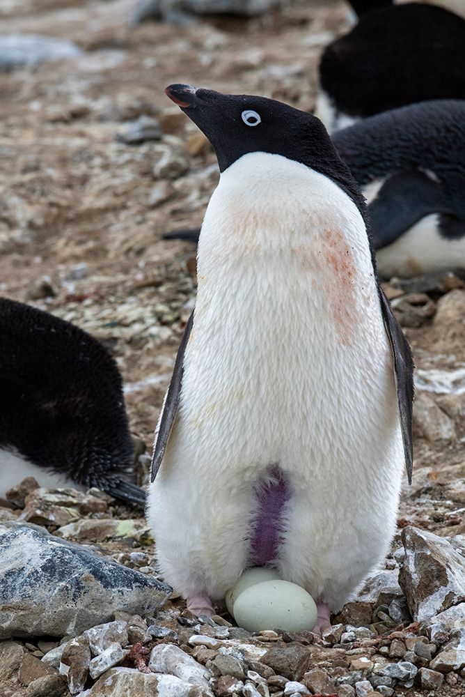 Antarctica-Vega Island-aka Devil Island. Nesting colony of Adelie penguin with 2 eggs. art print by Cindy Miller Hopkins for $57.95 CAD