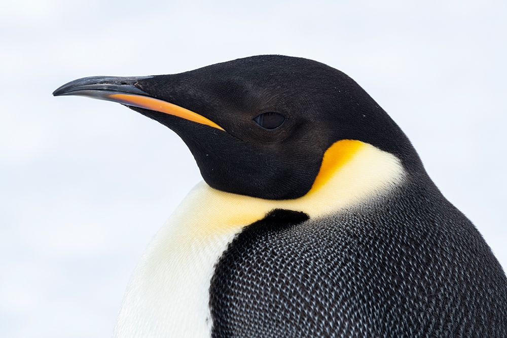 Antarctica-Weddell Sea-Snow Hill. Emperor penguins head detail. art print by Cindy Miller Hopkins for $57.95 CAD