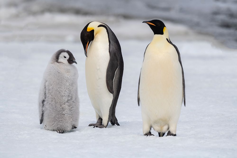 Antarctica-Weddell Sea-Snow Hill. Emperor penguins chick with adult. art print by Cindy Miller Hopkins for $57.95 CAD