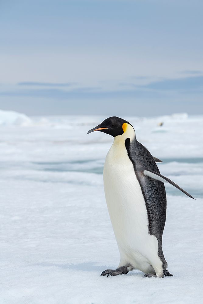 Antarctica-Weddell Sea-Snow Hill. Emperor penguins art print by Cindy Miller Hopkins for $57.95 CAD