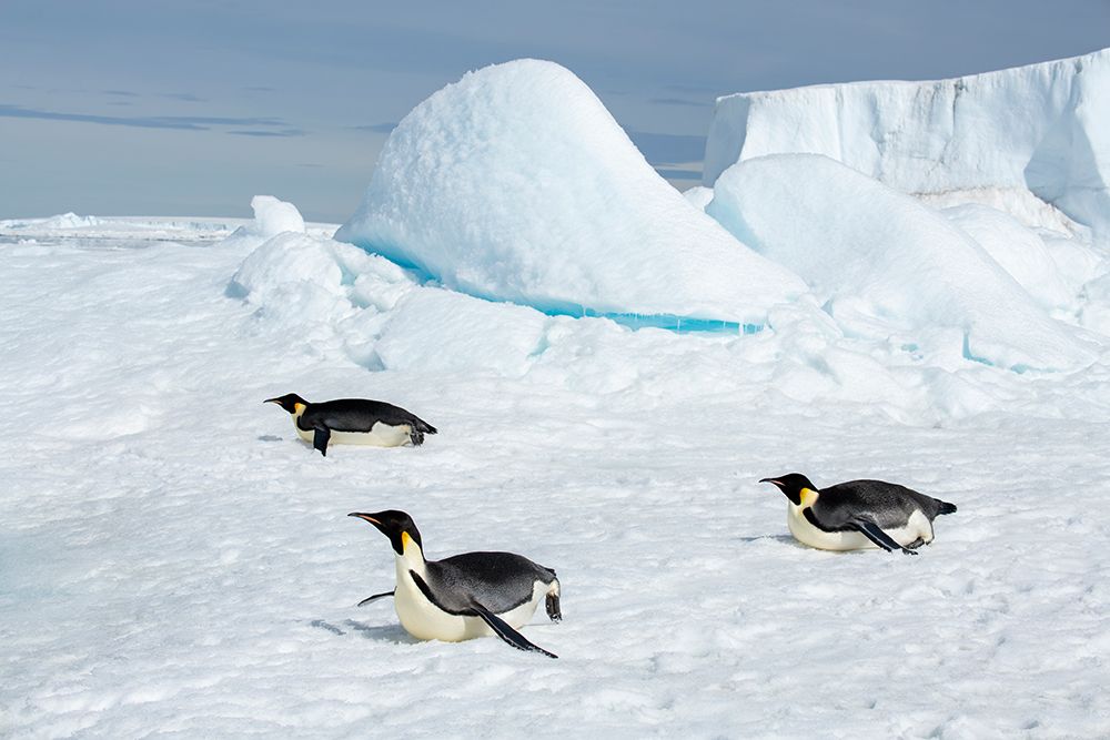 Antarctica-Weddell Sea-Snow Hill. Emperor penguins toboggining. art print by Cindy Miller Hopkins for $57.95 CAD