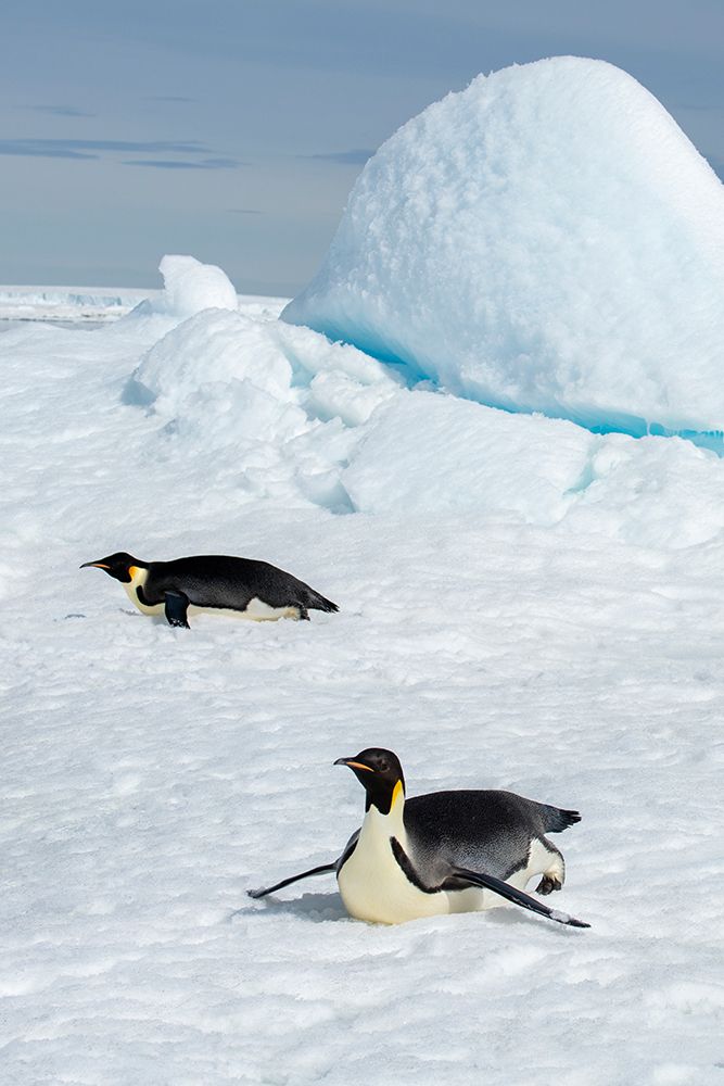 Antarctica-Weddell Sea-Snow Hill. Emperor penguins toboggining. art print by Cindy Miller Hopkins for $57.95 CAD