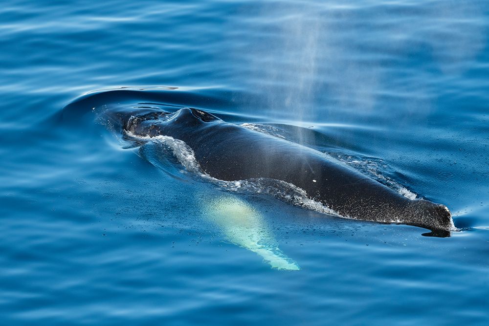 Antarctica-Weddell Sea-Gustav Channel. Humpback whale in clear ocean art print by Cindy Miller Hopkins for $57.95 CAD