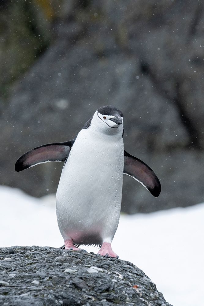Antarctica, South Orkney Islands, Coronation Island. Chinstrap penguin in snow. art print by Cindy Miller Hopkins for $57.95 CAD