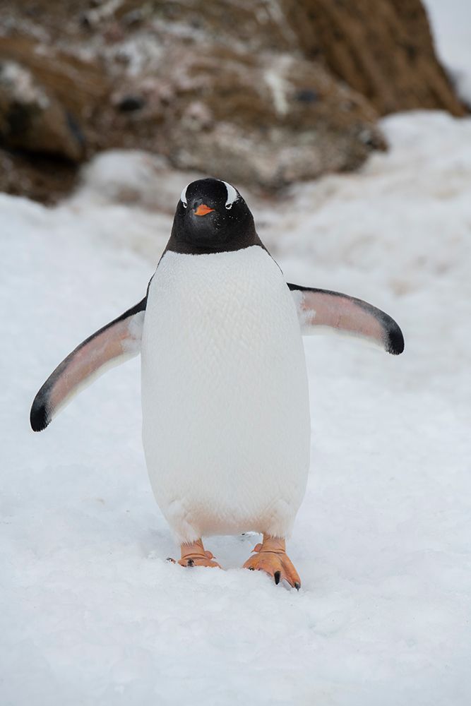 Antarctica, Brown Bluff. Gentoo penguin. art print by Cindy Miller Hopkins for $57.95 CAD