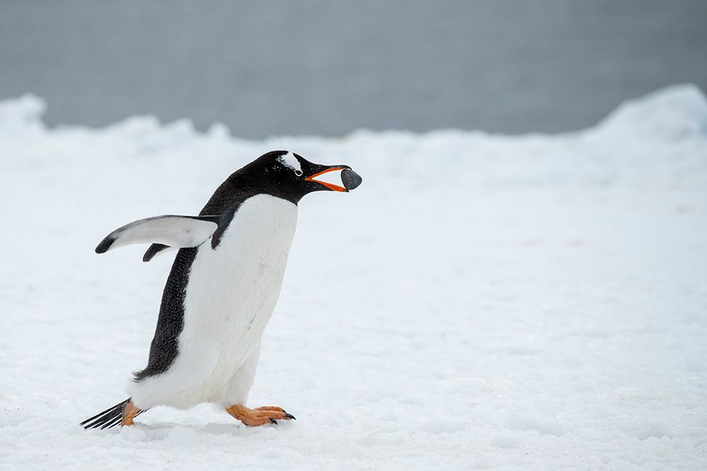 Antarctica, Brown Bluff. Gentoo penguin with nesting stone, courtship behavior. art print by Cindy Miller Hopkins for $57.95 CAD